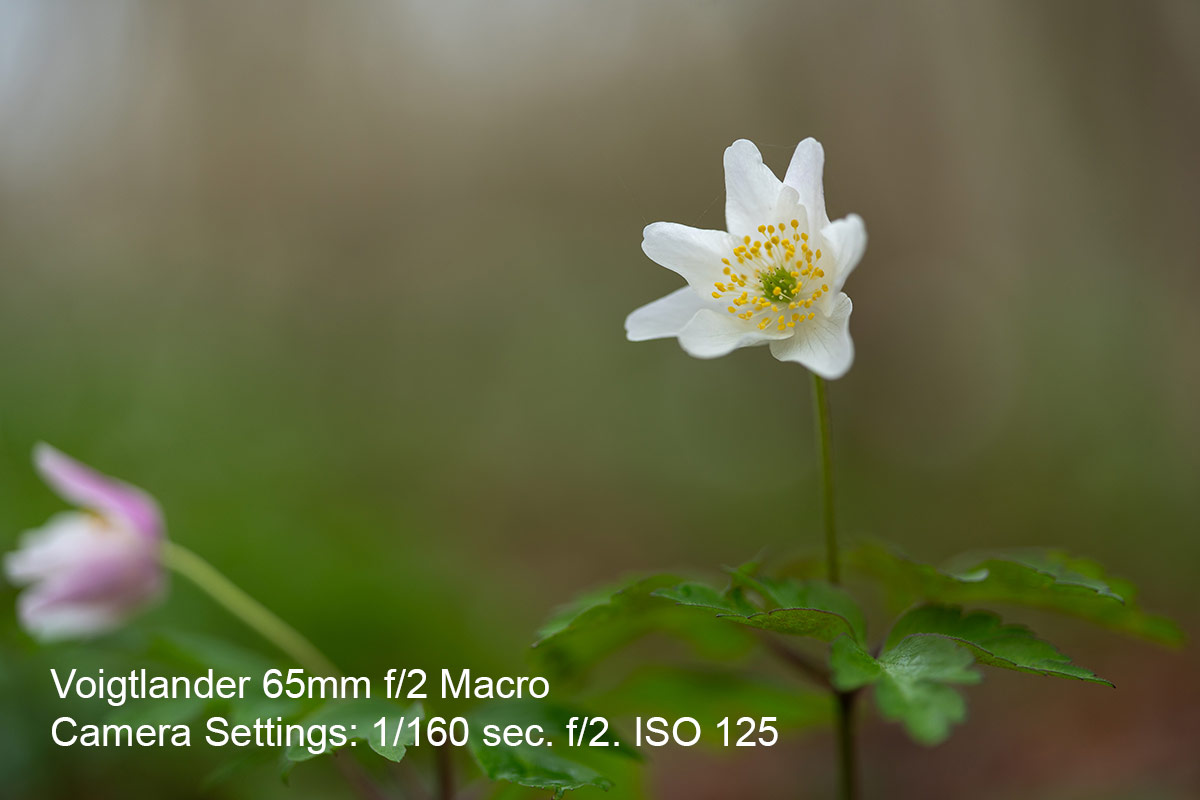 Macro shot of an anemone flower