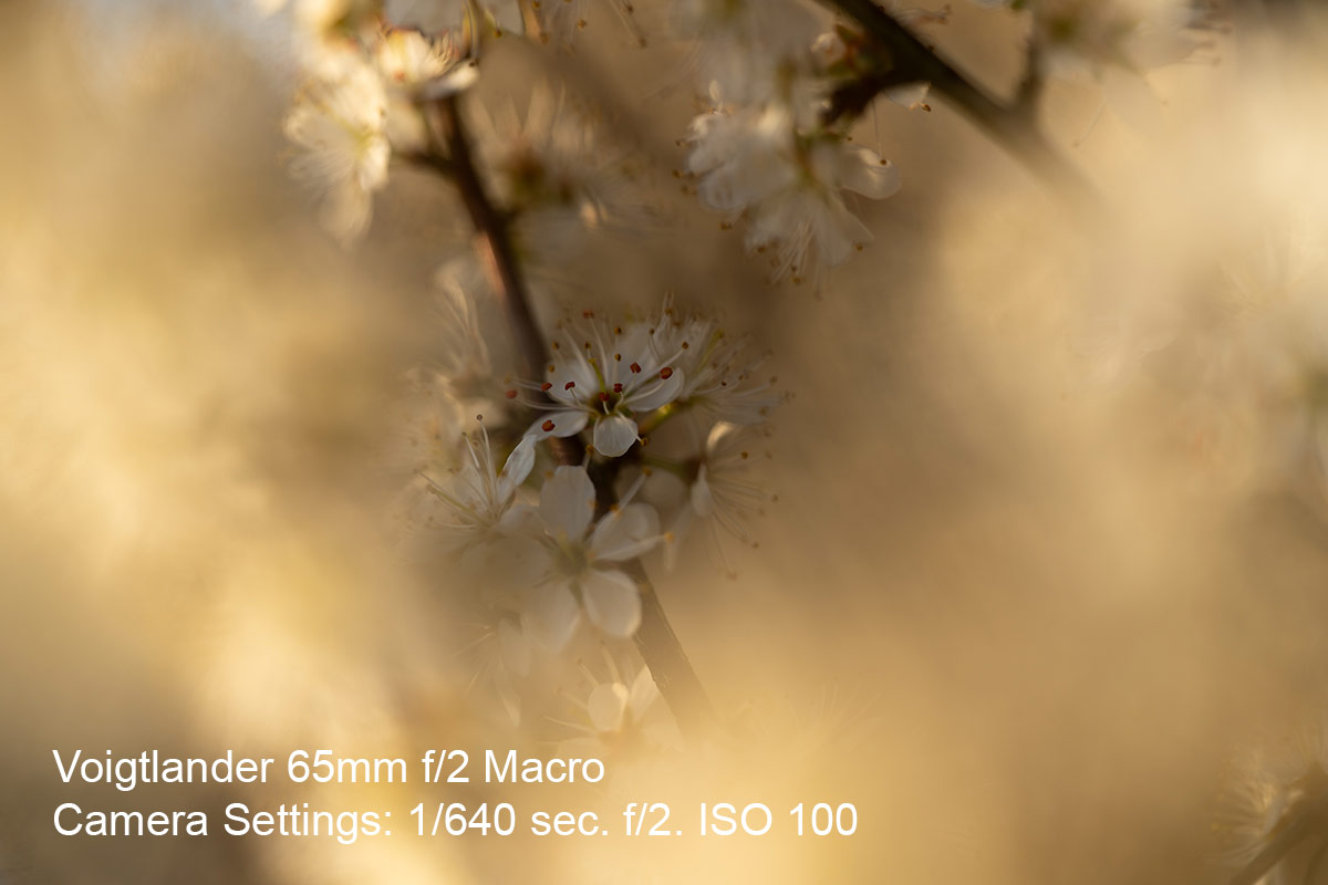 Spring blossom closeup photo