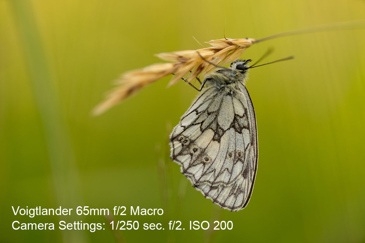 Closeup butterfly image with soft falloff and lovely bokeh