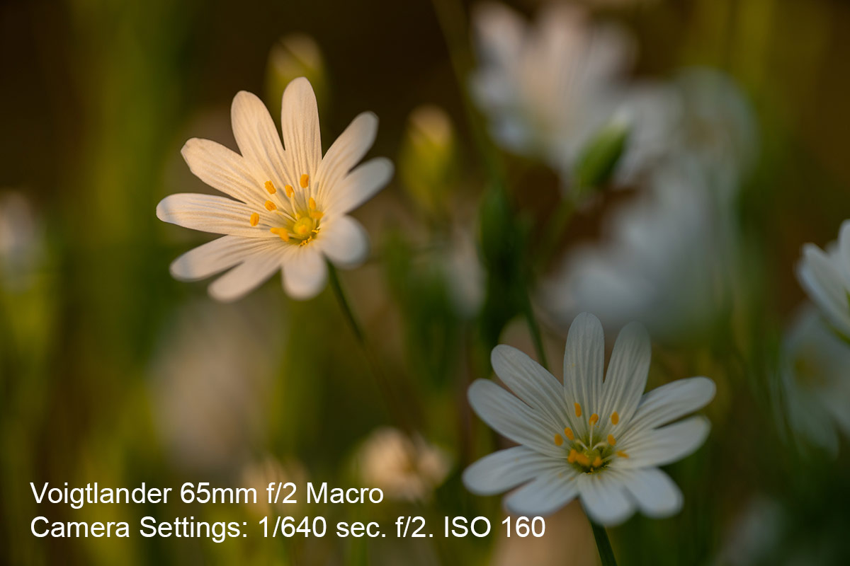 Anemone flower in sunlight captured with Voigtlander 65mm f/2 Macro Apo-Lanthar lens