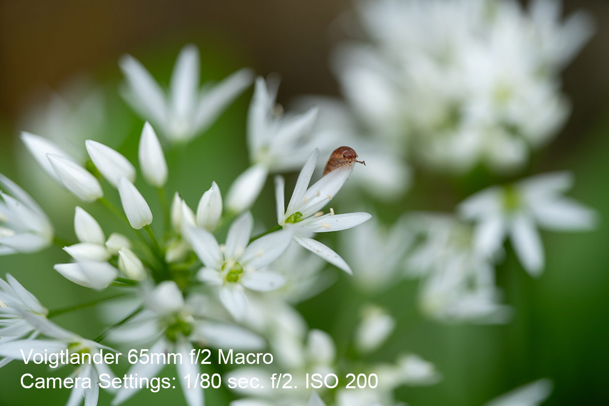 Wild garlic with insect in very close