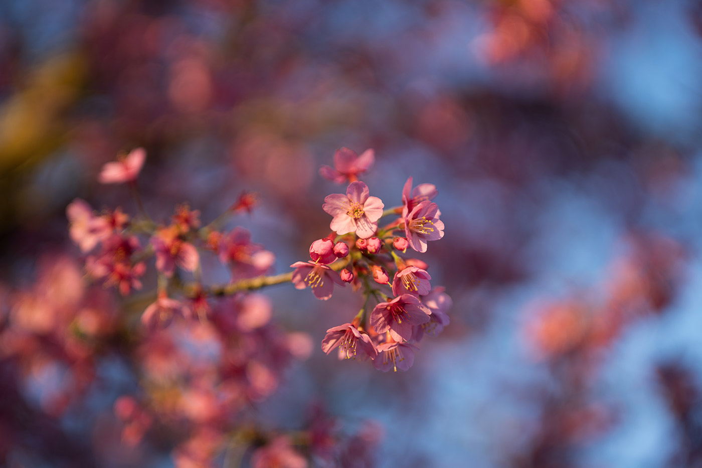 Sample 02 blossom. Camera settings: 1/800 sec. f/1.4. ISO 100 (right click to open larger)