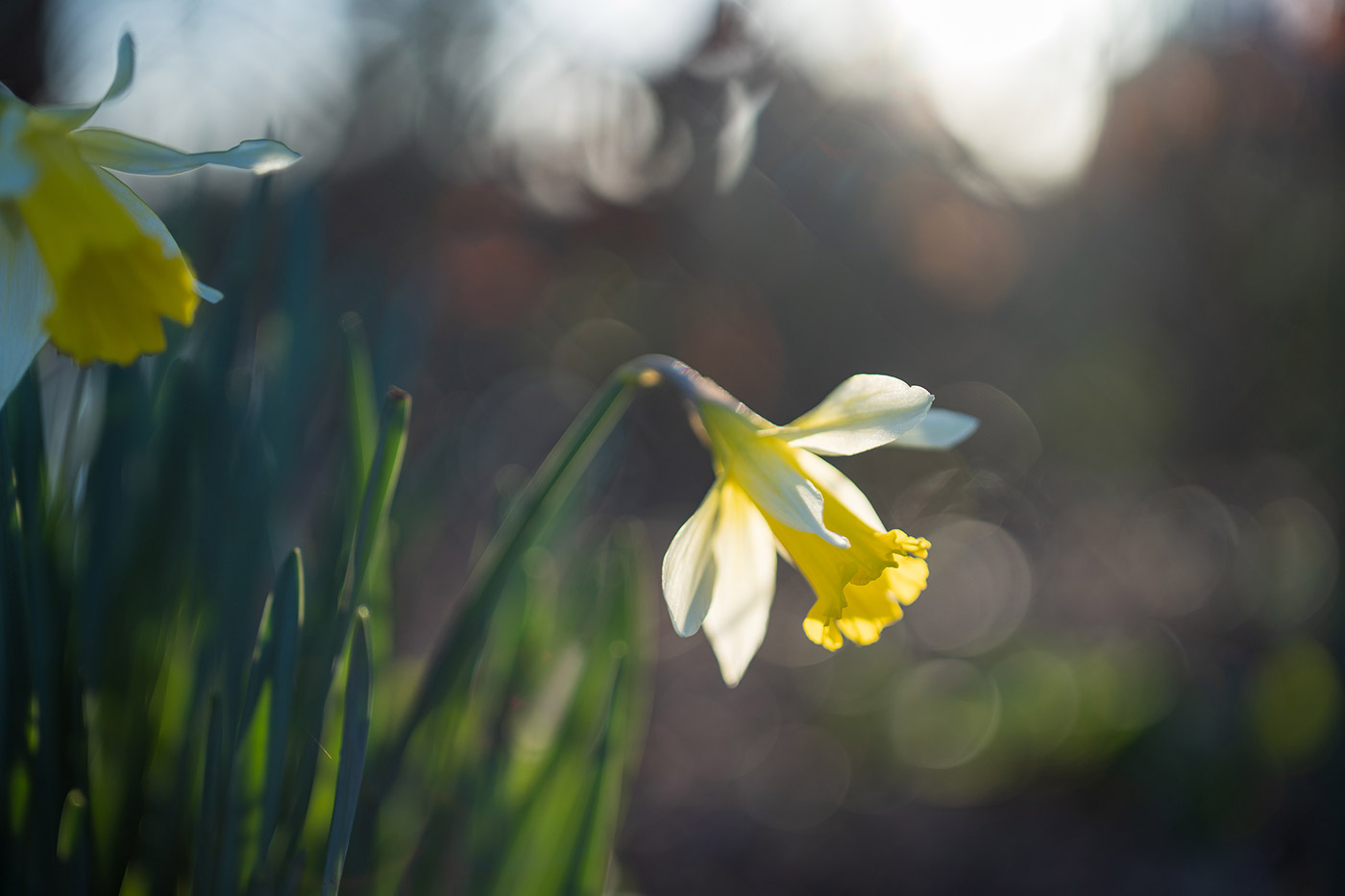 Sample 04 daffodil bokeh. Camera settings: 1/1000 sec. f/1.4. ISO 100 (right click to open larger)