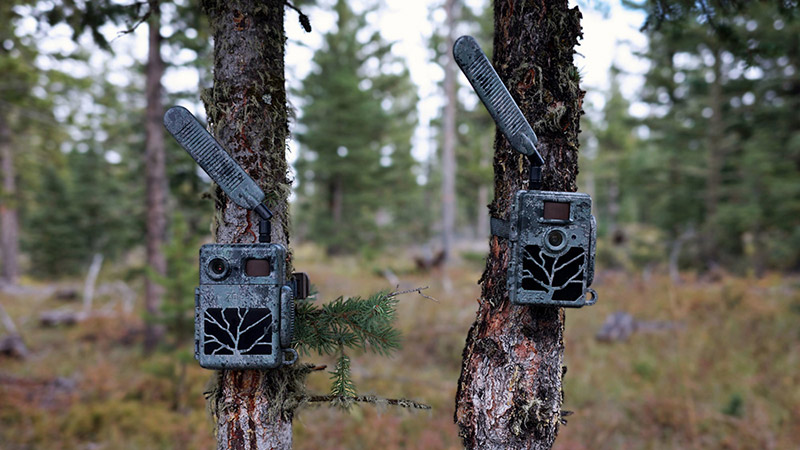 Two trail cameras mounted to trees