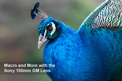Macro and More with the Sony 100mm GM Lens