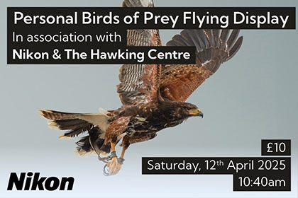 Personal Birds of Prey Flying Display at Park Cameras Wildlife Day