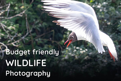 Budget-friendly Wildlife Photography