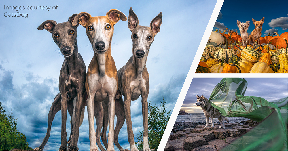 Barking Up the Right Tree: The Art and Science of Dog Photography