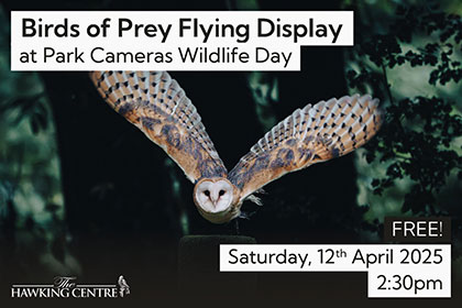 Birds of Prey Flying Display at Park Cameras Wildlife Day