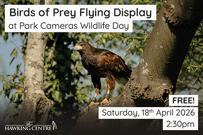 Birds of Prey Flying Display at Park Cameras Wildlife Day