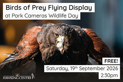 Birds of Prey Flying Display