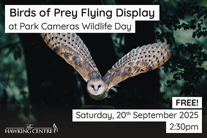 Birds of Prey Flying Display