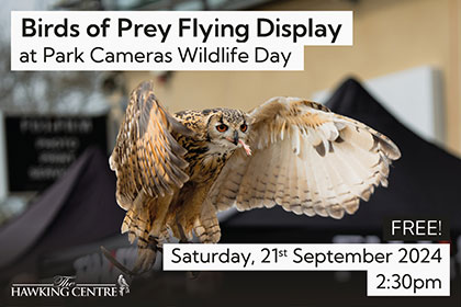 Birds of Prey Flying Display at Park Cameras Wildlife Day