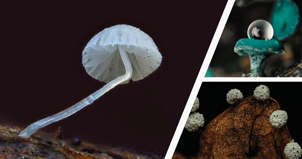 OM SYSTEM In store Day - Burgess Hill