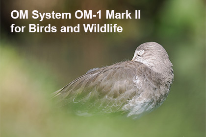 OM System OM-1 Mark II for Birds and Wildlife