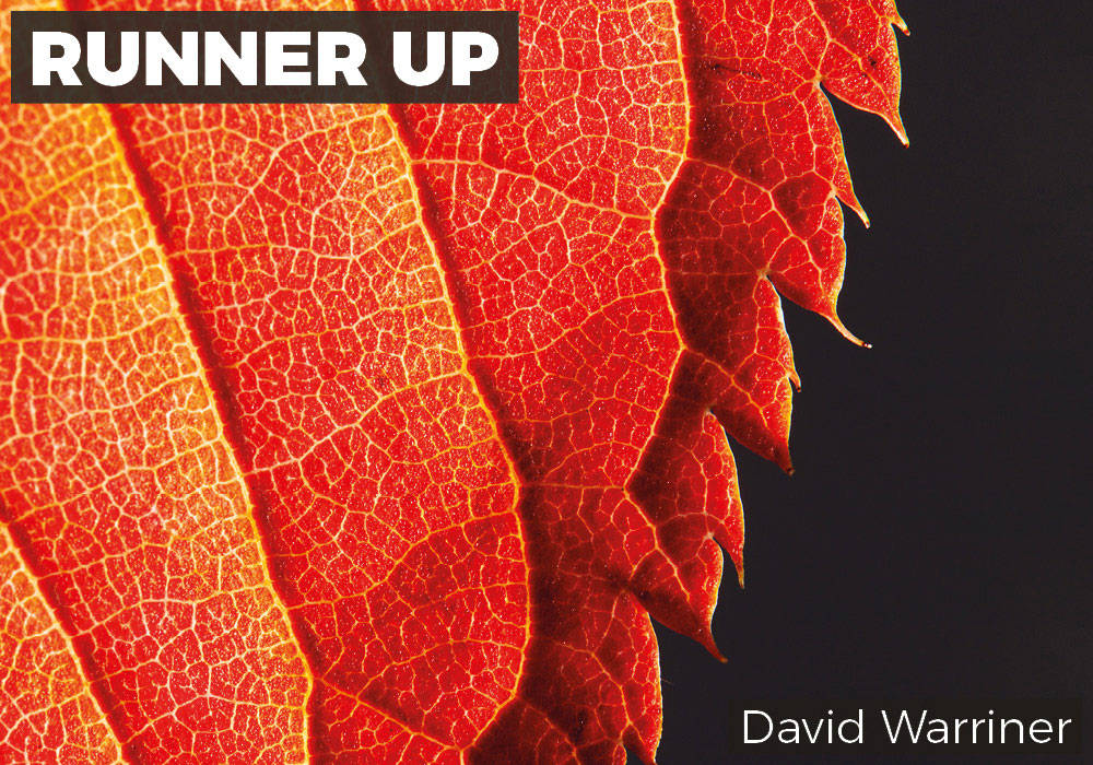 Runner Up: David Warriner: ‘Autumn in focus’