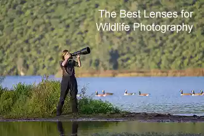 Wildlife Photography the Best Sony Cameras and Lenses