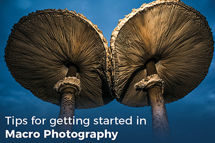 Tips for Getting Started in Macro Photography