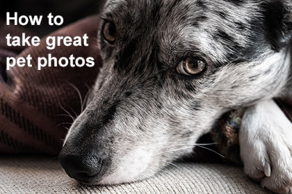 How to take great pet photos