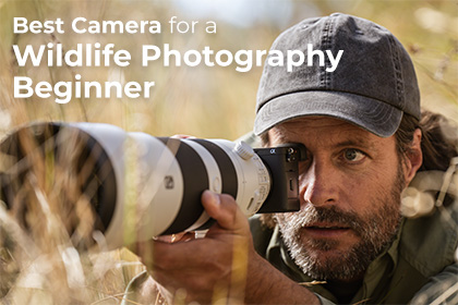 Best Camera for a Wildlife Photography Beginner