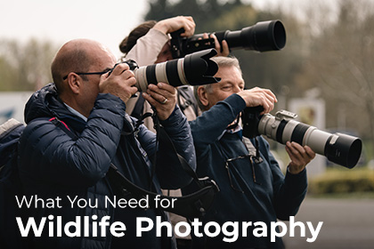 What do You Need for Wildlife Photography