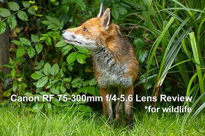Canon RF 75-300mm f/4-5.6 Lens Review
