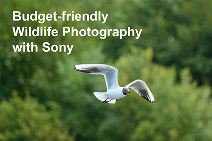 Budget-friendly Wildlife Photography with Sony