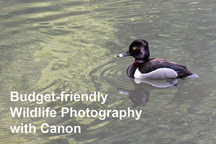 Budget-friendly Wildlife Photography with Canon
