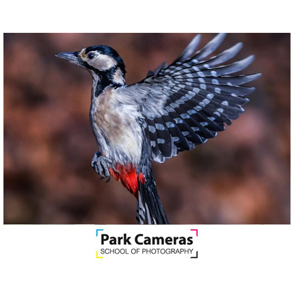 School of Photography Introduction to Bird Photography