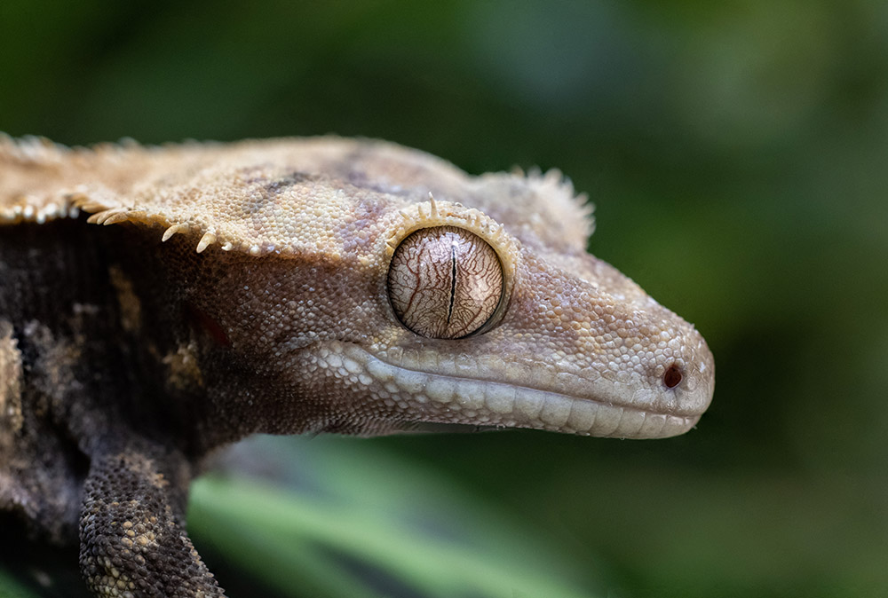 canon-rf-100mm-macro-sample