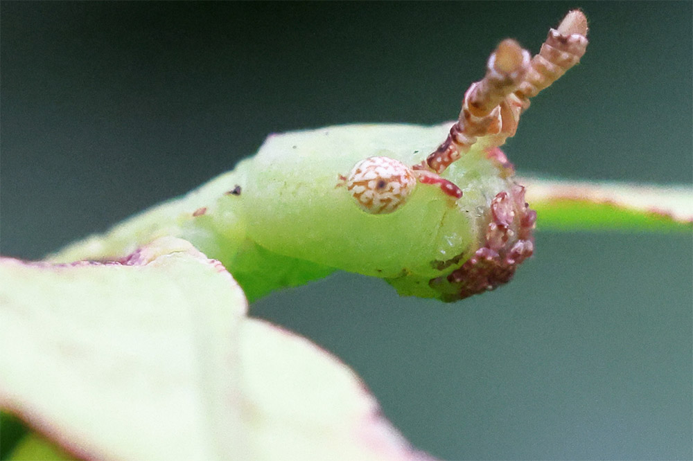 canon-rf-100mm-macro-sample