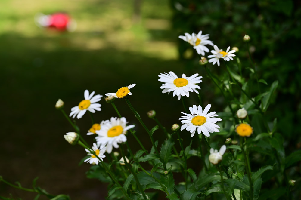 24-120mm_sample1 24-120mm_sample1