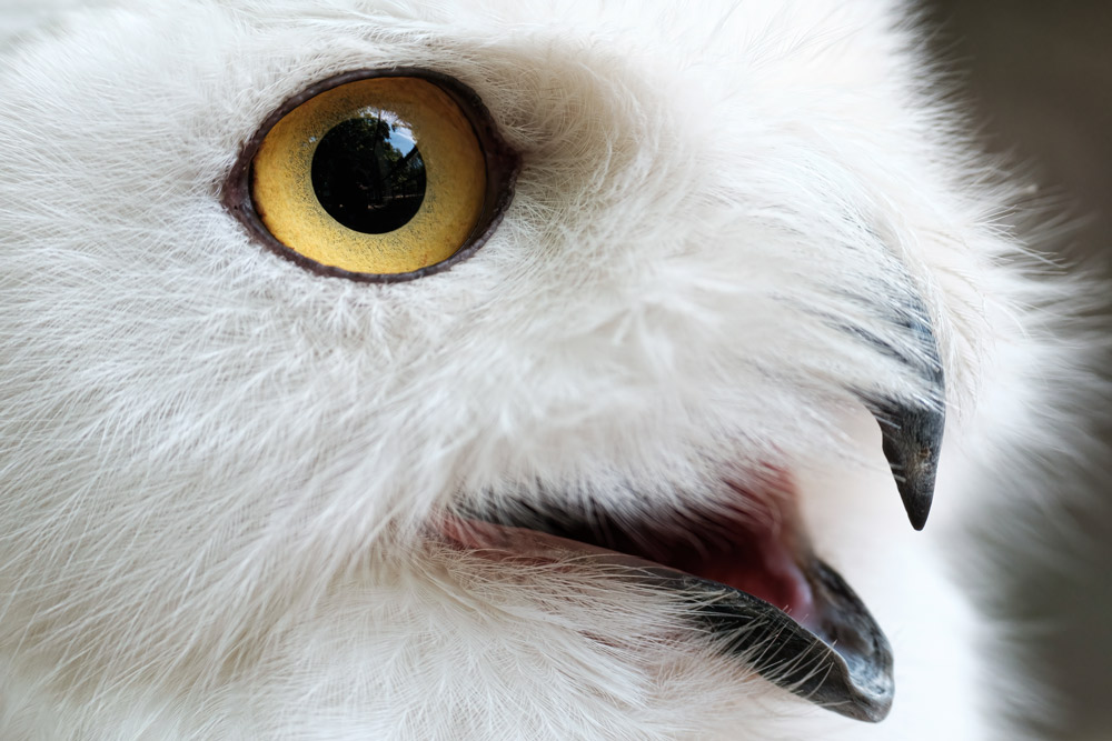 Tamron-150-500mm-Sample-1