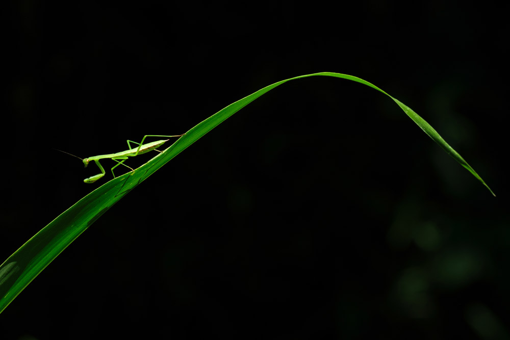 Tamron-150-500mm-Sample-3