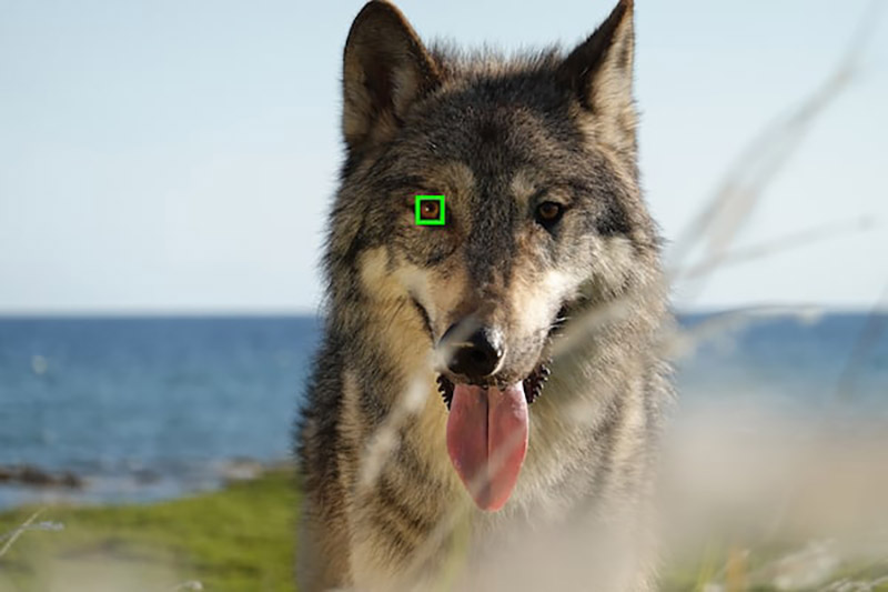 animal-eye-af animal-eye-af