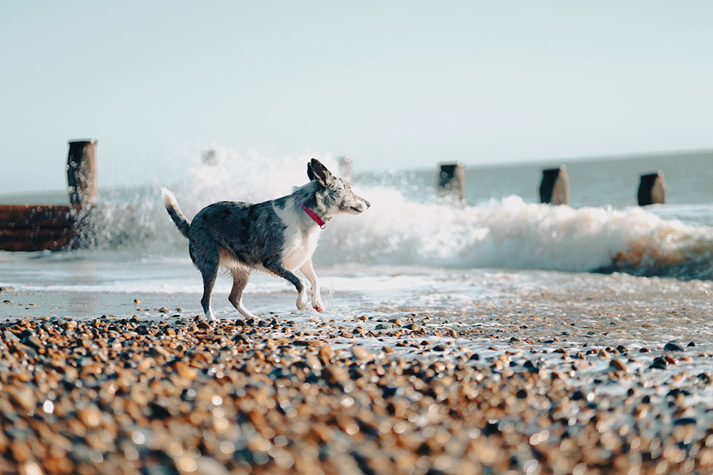 canon-eos-r8-with-RF-85mm-lens-03 canon-eos-r8-with-RF-85mm-lens-03