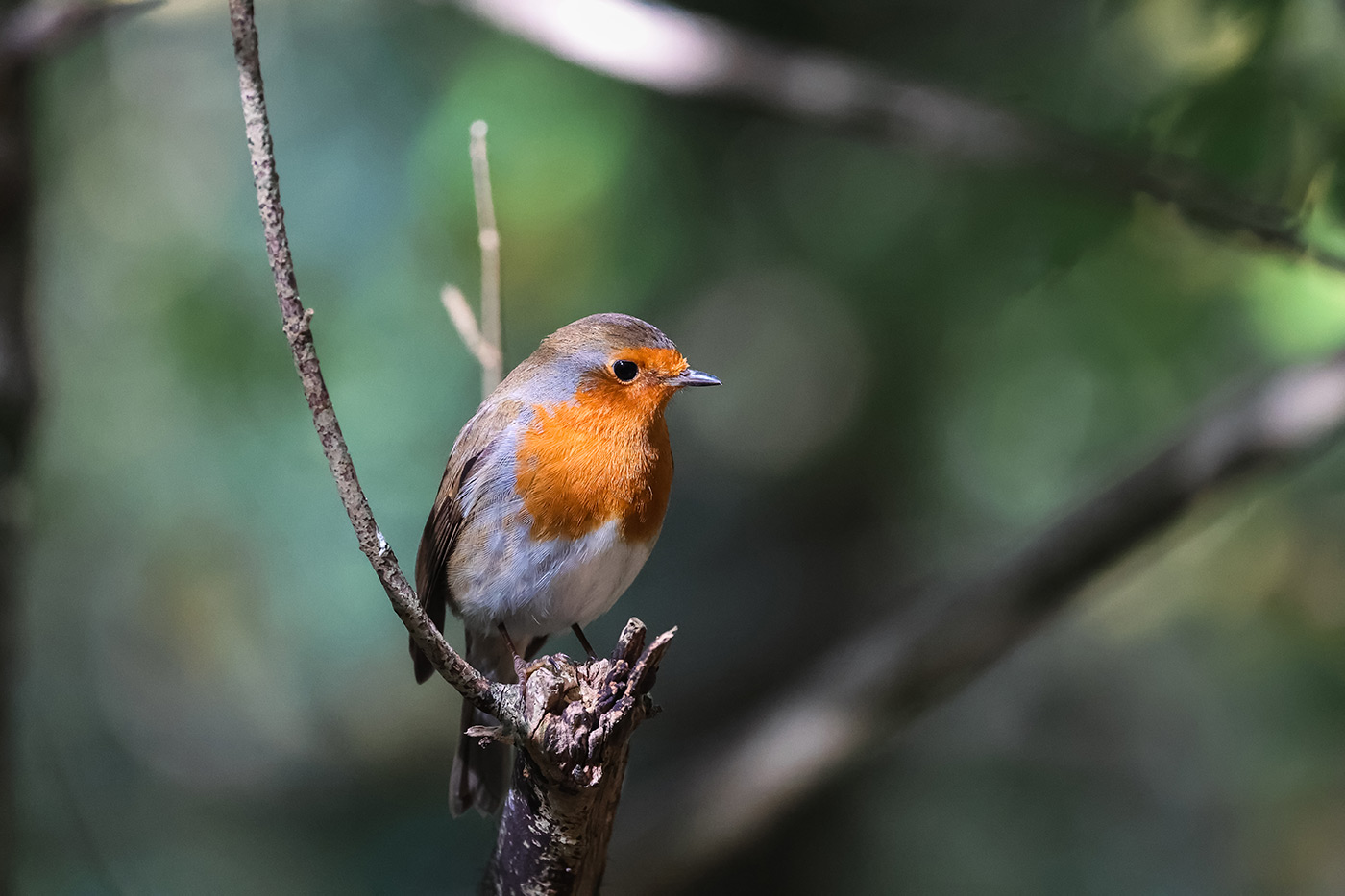 canon-r6-mark-iii-sample-04 canon-r6-mark-iii-sample-04