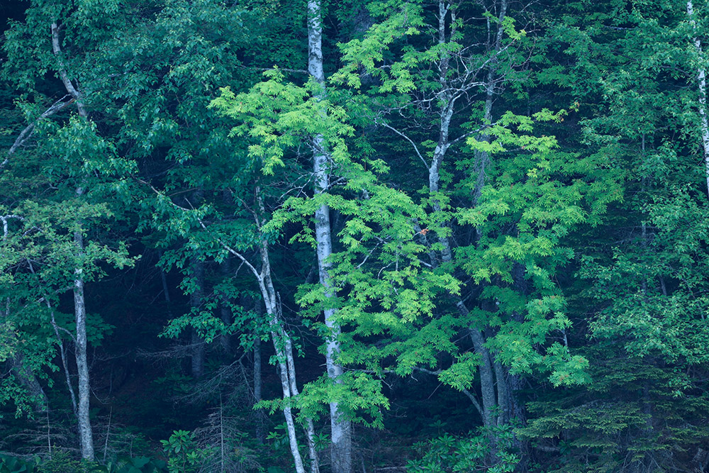 canon-rf-100-400-sample1 canon-rf-100-400-sample1