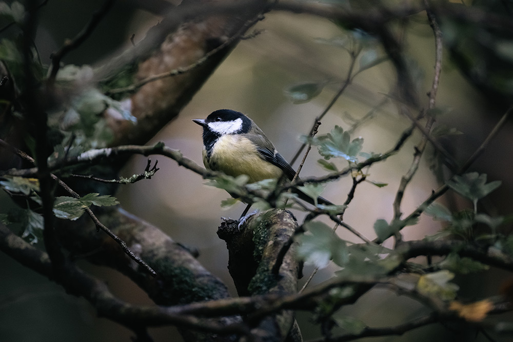 canon-rf-200-800mm-sample-01