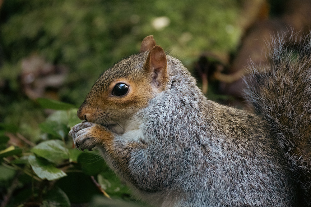 canon-rf-200-800mm-sample-02