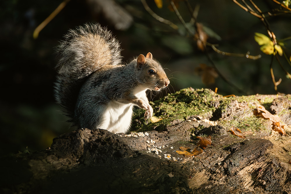 canon-rf-200-800mm-sample-03