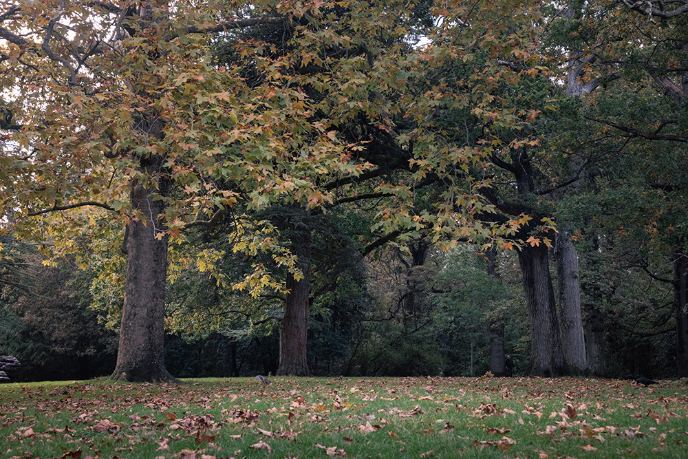 canon-rf-24-105mm-sample-02 canon-rf-24-105mm-sample-02