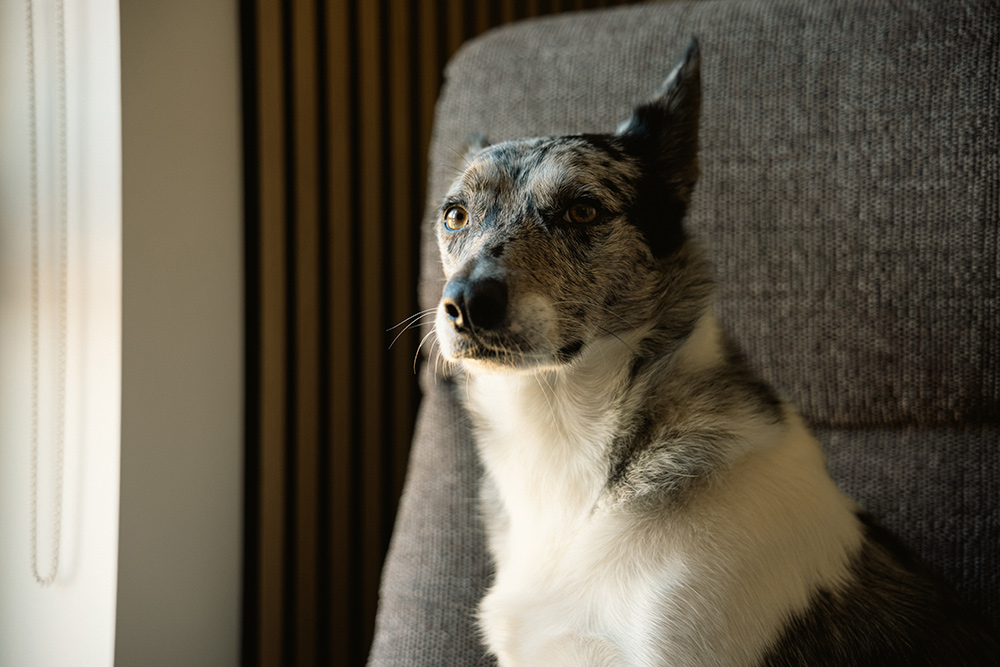 canon-rf-28-70mm-lens-01 canon-rf-28-70mm-lens-01 dog photo