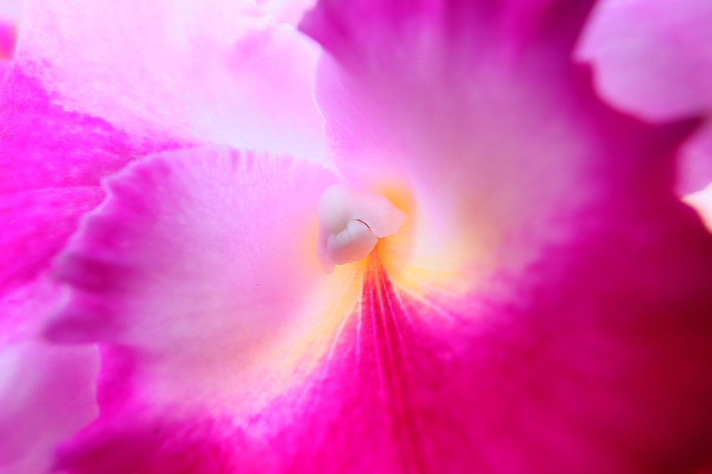 canon-rf15-30mm-sample-3