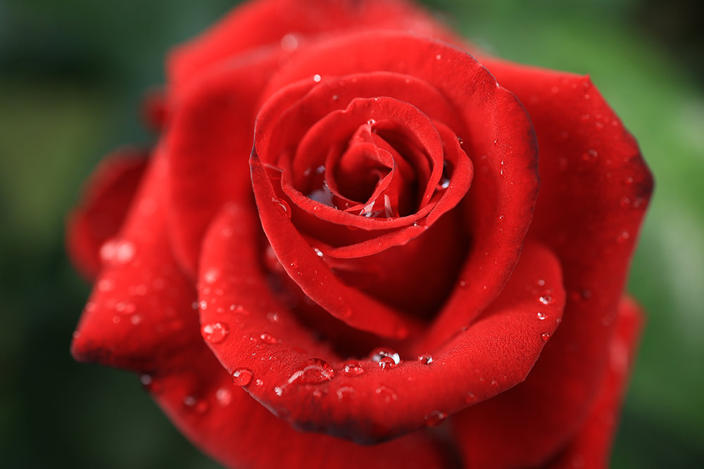 canon-rf24mm-sample-2 canon-rf24mm-sample-2