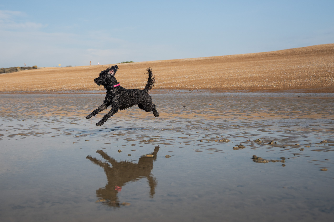 dog-jumping-beach-DSC1610 dog-jumping-beach-DSC1610