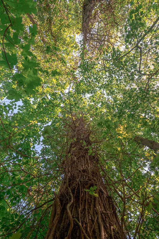 fujifilm-x-s20-sample-image-02