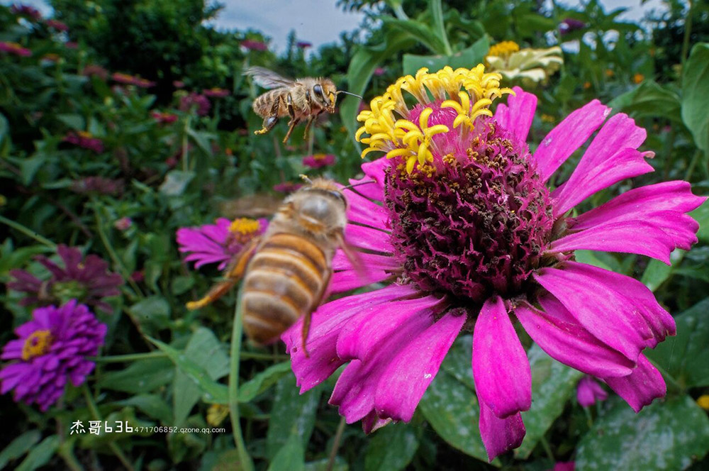 laowa-15mm-f4-canon-ef-3