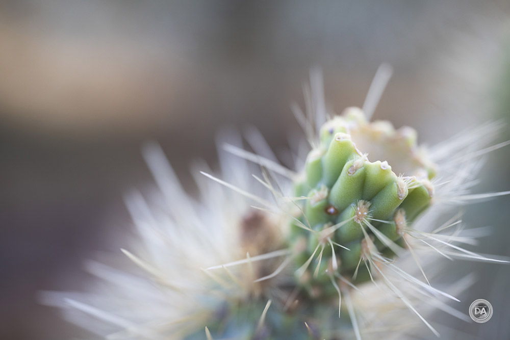 laowa-58mm-lens-sample03 laowa-58mm-lens-sample03