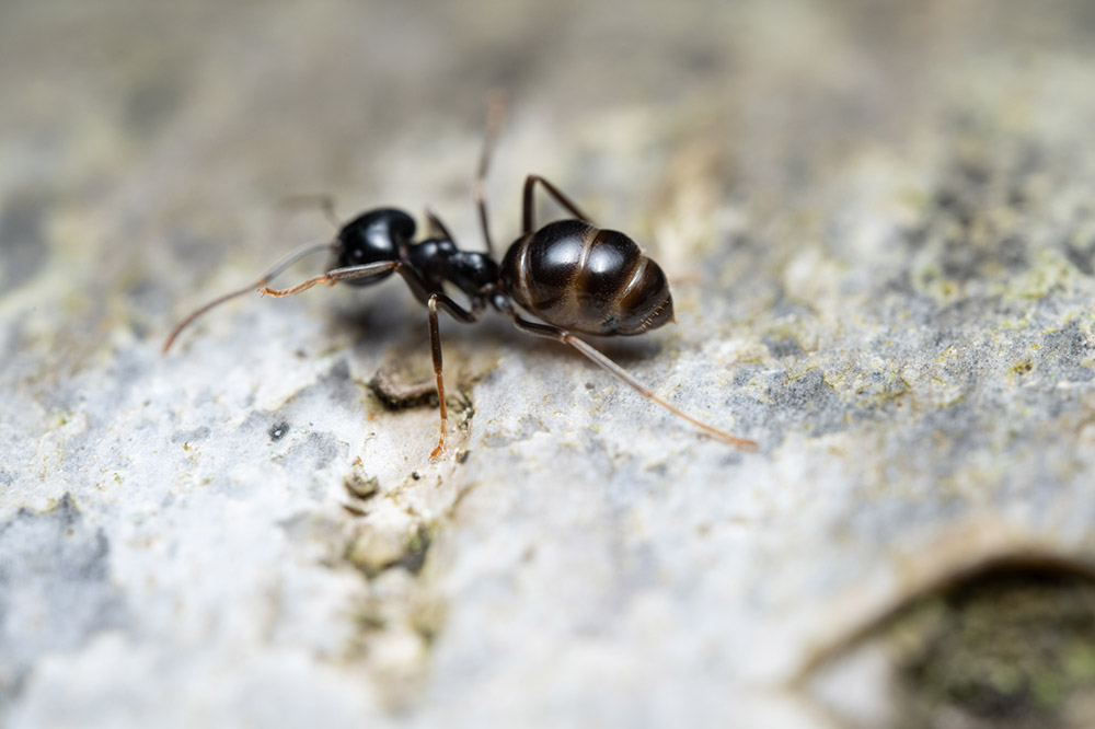 laowa-58mm-lens-sample04 laowa-58mm-lens-sample04